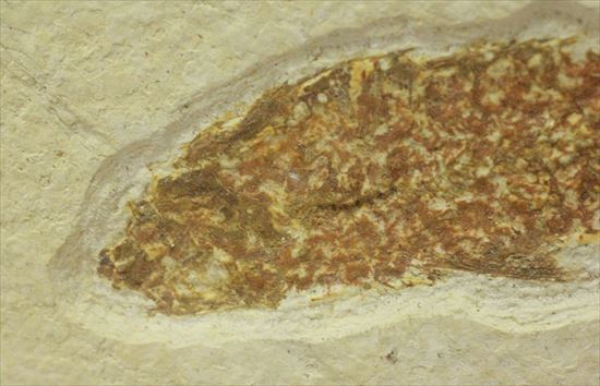母岩しっかり、魚化石（その3）