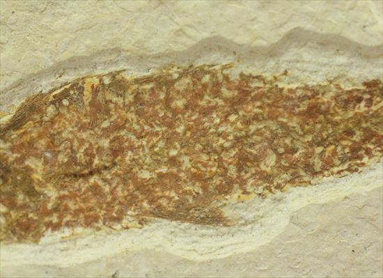 母岩しっかり、魚化石（その4）