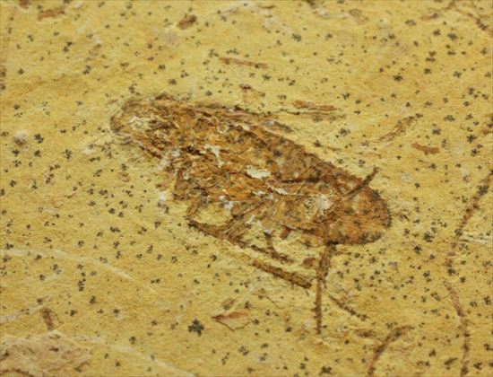 生きた化石、生命力の代名詞、肢がしっかり保存されたゴキブリの化石（その1）