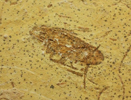生きた化石、生命力の代名詞、肢がしっかり保存されたゴキブリの化石(その1)