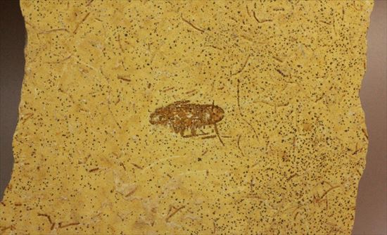 生きた化石、生命力の代名詞、肢がしっかり保存されたゴキブリの化石(その3)