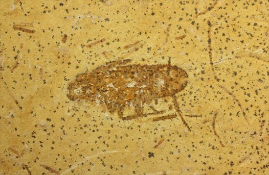 生きた化石、生命力の代名詞、肢がしっかり保存されたゴキブリの化石(その4)