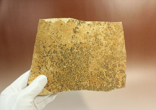生きた化石、生命力の代名詞、肢がしっかり保存されたゴキブリの化石(その6)