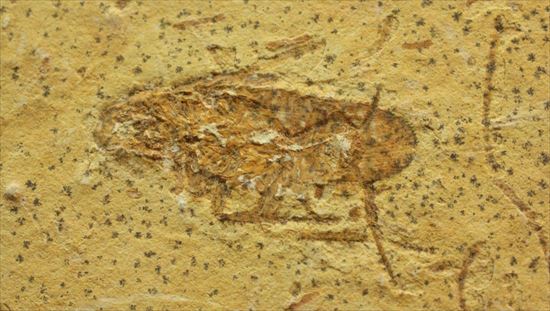生きた化石、生命力の代名詞、肢がしっかり保存されたゴキブリの化石(その8)