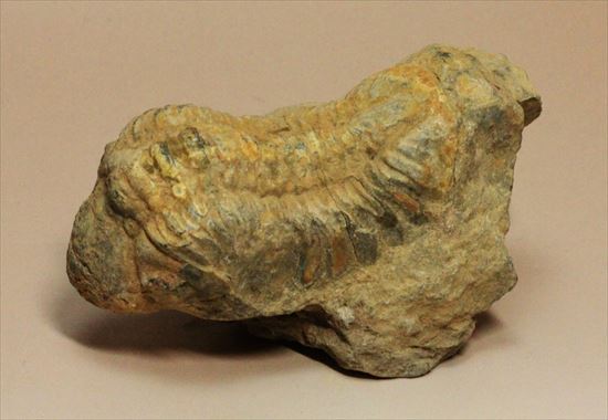 ビギナーにおすすめ!デボン紀の三葉虫リードプス(Reedops sp)(その3)