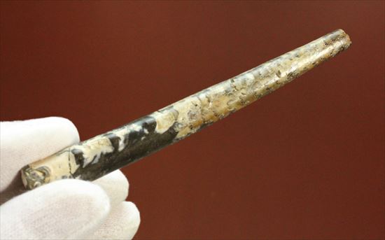 白亜紀の北海道産化石!頭足類バキュリテス(その3)