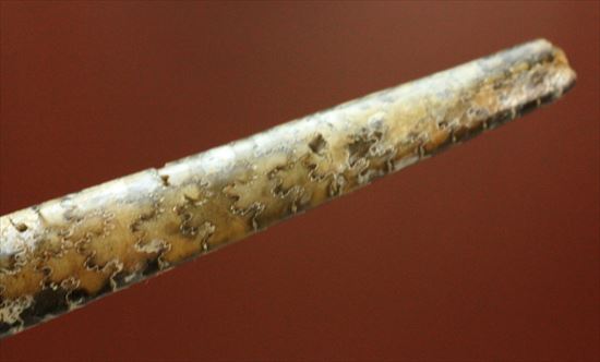 白亜紀の北海道産化石!頭足類バキュリテス(その4)