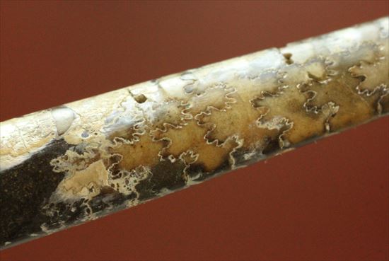 白亜紀の北海道産化石!頭足類バキュリテス(その5)
