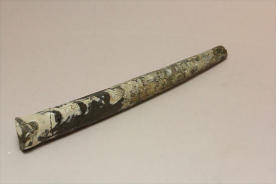 白亜紀の北海道産化石!頭足類バキュリテス(その6)