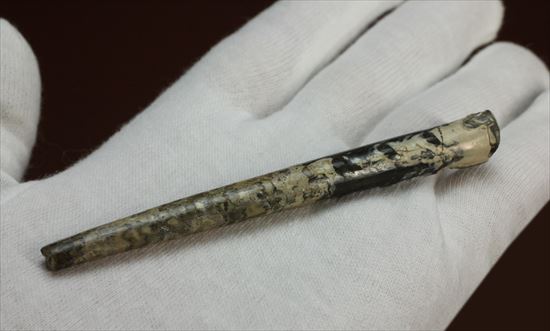 白亜紀の北海道産化石!頭足類バキュリテス(その7)