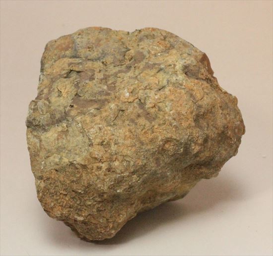 もりもり恐竜のウンチ化石（coprolite）（その1）