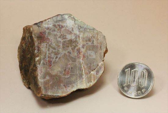 もりもり恐竜のウンチ化石（coprolite）（その10）
