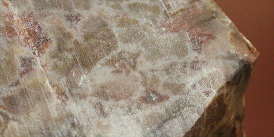 もりもり恐竜のウンチ化石（coprolite）（その11）