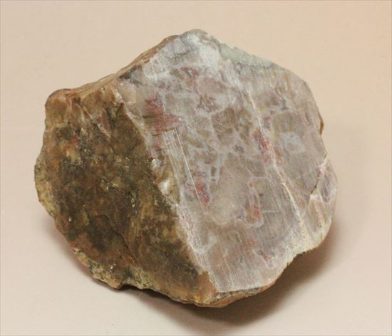 もりもり恐竜のウンチ化石（coprolite）（その2）