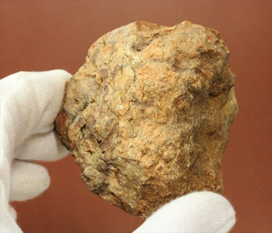 もりもり恐竜のウンチ化石（coprolite）（その3）