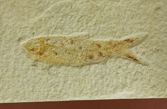 保存状態の良い古代魚化石です。プレゼントにいかがでしょうか。(その2)