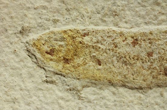 保存状態の良い古代魚化石です。プレゼントにいかがでしょうか。（その3）