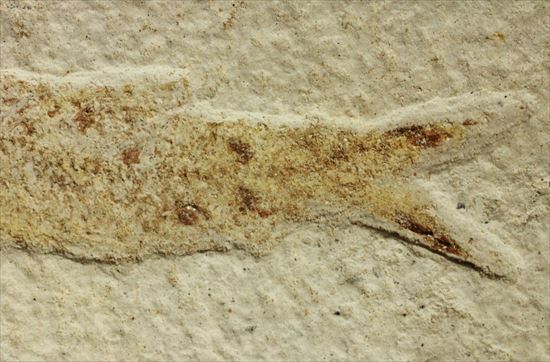保存状態の良い古代魚化石です。プレゼントにいかがでしょうか。(その4)