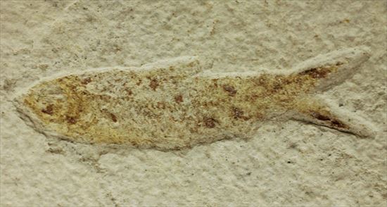 保存状態の良い古代魚化石です。プレゼントにいかがでしょうか。(その5)