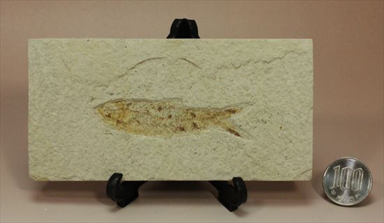保存状態の良い古代魚化石です。プレゼントにいかがでしょうか。（その6）