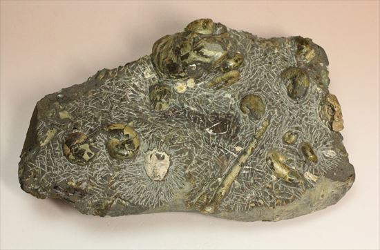 アンモナイトとカニが一堂に見られる化石