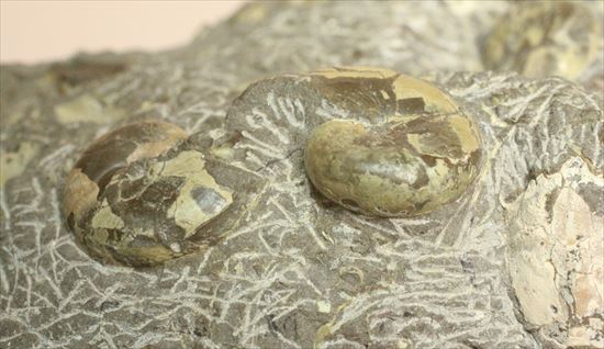 アンモナイトとカニのノジュール化石（その7）