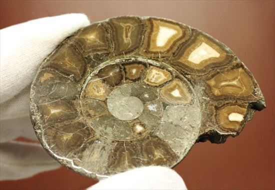 アンモナイトの中身を拝見、ハーフカット標本(その3)