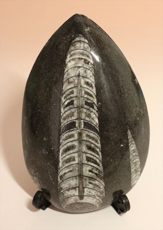 アンモナイトの祖先にあたる、オルソセラス化石（Orthoceras）（その1）