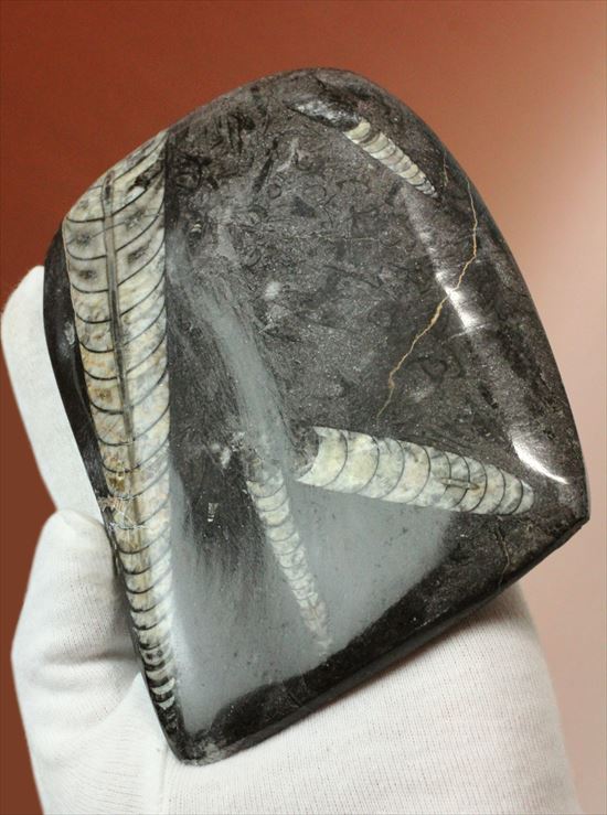４つのオルソセラス化石が見られるプレート化石（Orthoceras）（その1）