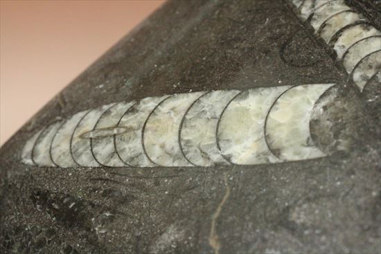 ４つのオルソセラス化石が見られるプレート化石（Orthoceras）（その4）