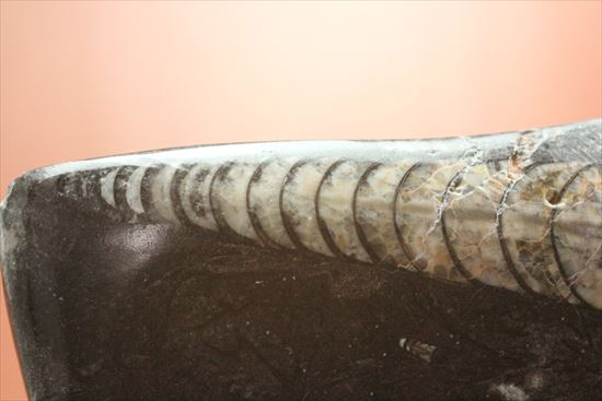 ４つのオルソセラス化石が見られるプレート化石（Orthoceras）（その7）