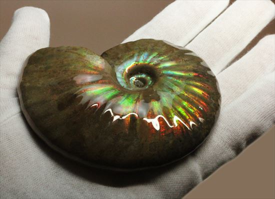 光りに惹かれる、七色のマダガスカル産光るアンモナイト(その4)
