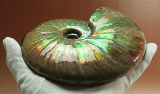 1kgに迫らんとするサイズと豪華絢爛なイリデッセンスを併せ持つ光るアンモナイト(マダガスカル産)(その5)