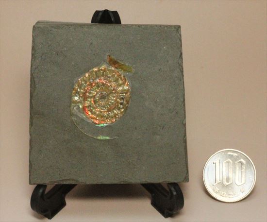 発色強い!かわいらしいカロセラス(その11)
