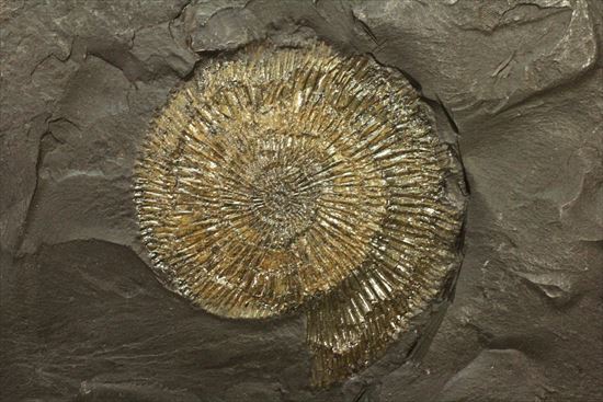 肋のピッチが細かくて数えられない、これぞダクチリオセラス/中生代ジュラ紀（1億9500万 -- 1億3500万年前）【an429】