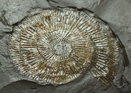 肋のピッチが細かくて数えられない、これぞダクチリオセラス/中生代ジュラ紀（1億9500万 -- 1億3500万年前）【an429】