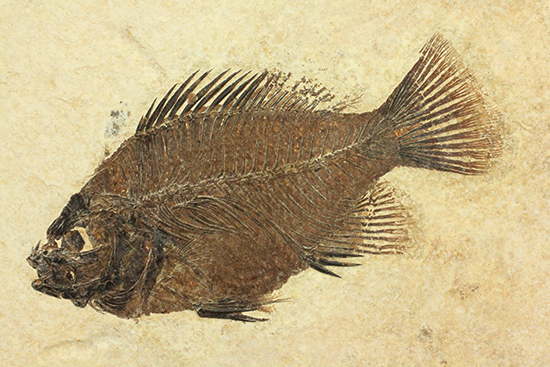 グリーンリバーフォーメーションの代表格！古代魚プリスカカラ(Priscacara sp.)（その1）