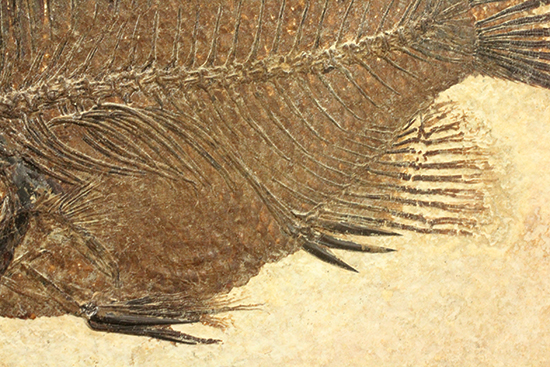 グリーンリバーフォーメーションの代表格!古代魚プリスカカラ(Priscacara sp.)(その10)