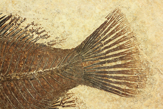 グリーンリバーフォーメーションの代表格！古代魚プリスカカラ(Priscacara sp.)（その11）