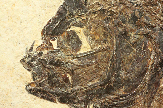 グリーンリバーフォーメーションの代表格!古代魚プリスカカラ(Priscacara sp.)(その12)