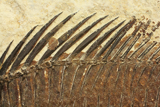 グリーンリバーフォーメーションの代表格!古代魚プリスカカラ(Priscacara sp.)(その13)