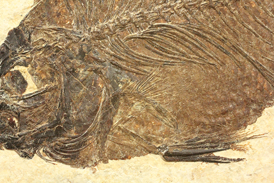グリーンリバーフォーメーションの代表格!古代魚プリスカカラ(Priscacara sp.)(その14)