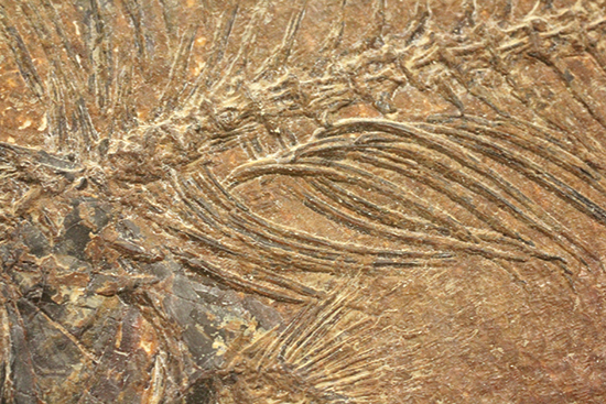 グリーンリバーフォーメーションの代表格!古代魚プリスカカラ(Priscacara sp.)(その15)