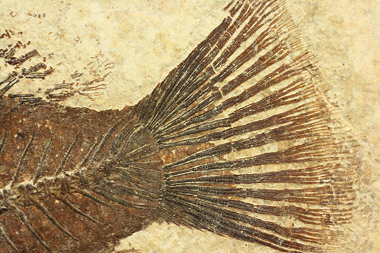 グリーンリバーフォーメーションの代表格!古代魚プリスカカラ(Priscacara sp.)(その16)