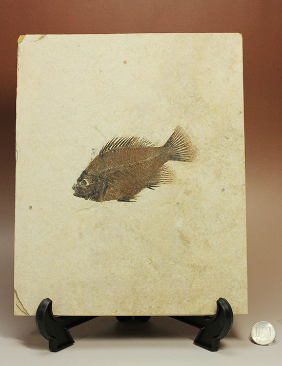 グリーンリバーフォーメーションの代表格！古代魚プリスカカラ(Priscacara sp.)（その17）