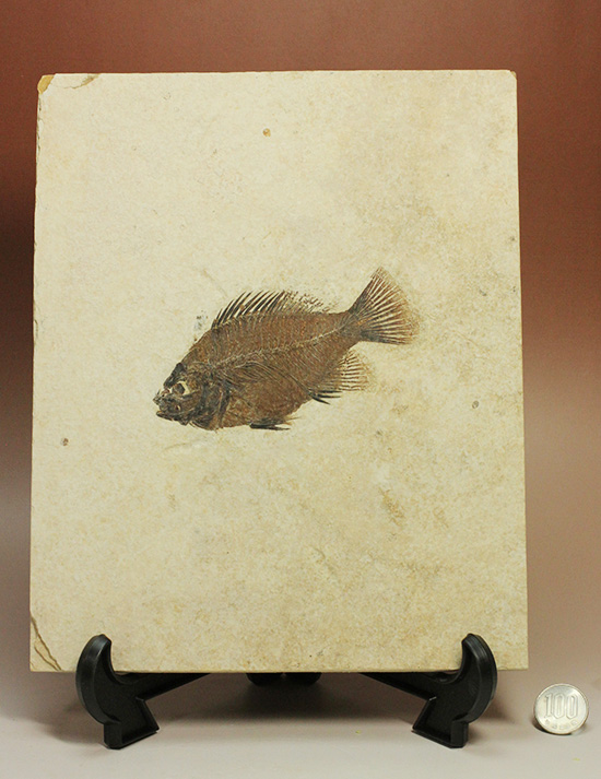 グリーンリバーフォーメーションの代表格!古代魚プリスカカラ(Priscacara sp.)(その17)