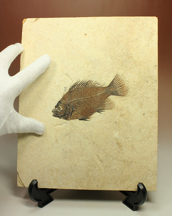グリーンリバーフォーメーションの代表格!古代魚プリスカカラ(Priscacara sp.)(その2)