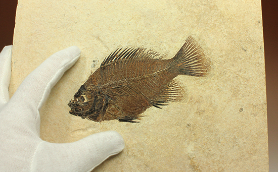 グリーンリバーフォーメーションの代表格！古代魚プリスカカラ(Priscacara sp.)（その3）
