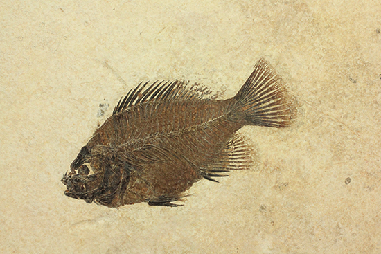 グリーンリバーフォーメーションの代表格！古代魚プリスカカラ(Priscacara sp.)（その7）