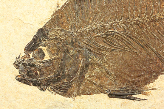 グリーンリバーフォーメーションの代表格！古代魚プリスカカラ(Priscacara sp.)（その8）